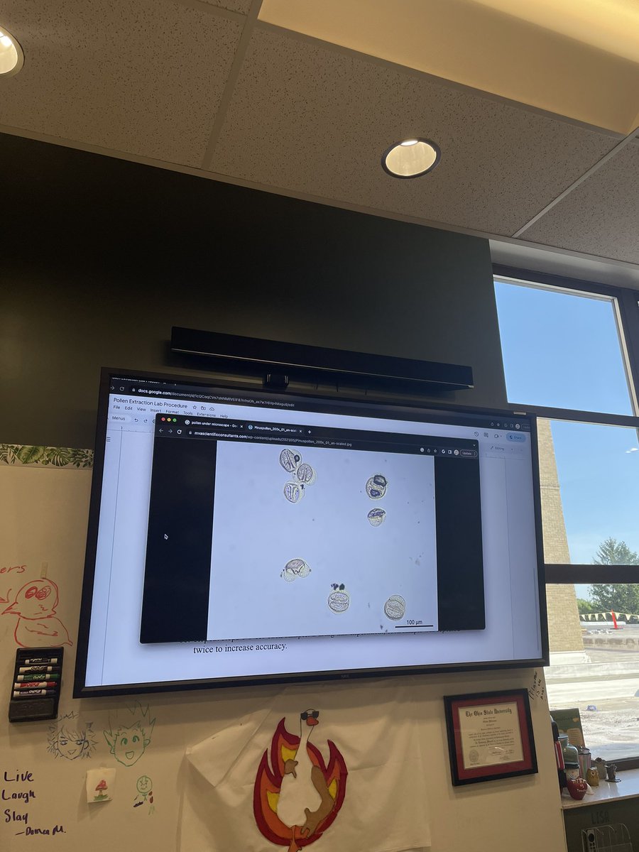 PflaumerGISA's tweet image. Students have been putting their lab skills to the test to find the best method to extract pollen from honey samples!