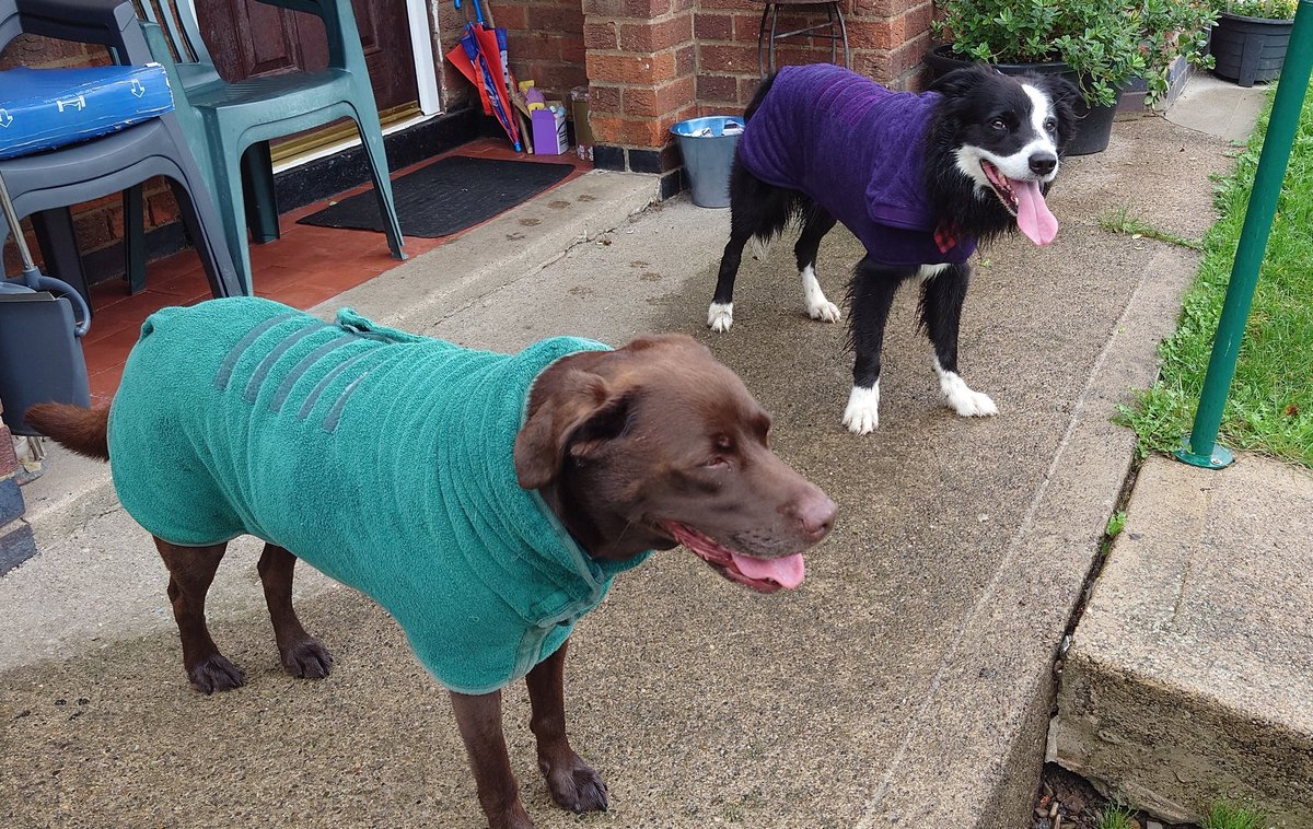 CollieJake's tweet image. Soggy walk today, drying coat buddies