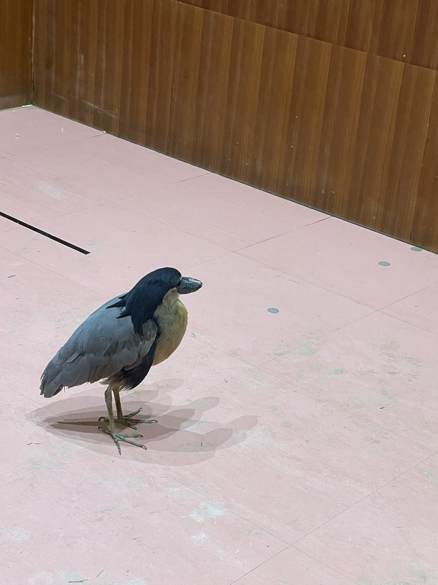 rrr_shun's tweet photo. 幼なじみ達と動物カフェに行ったり https://t.co/8DFWAwFmZX
