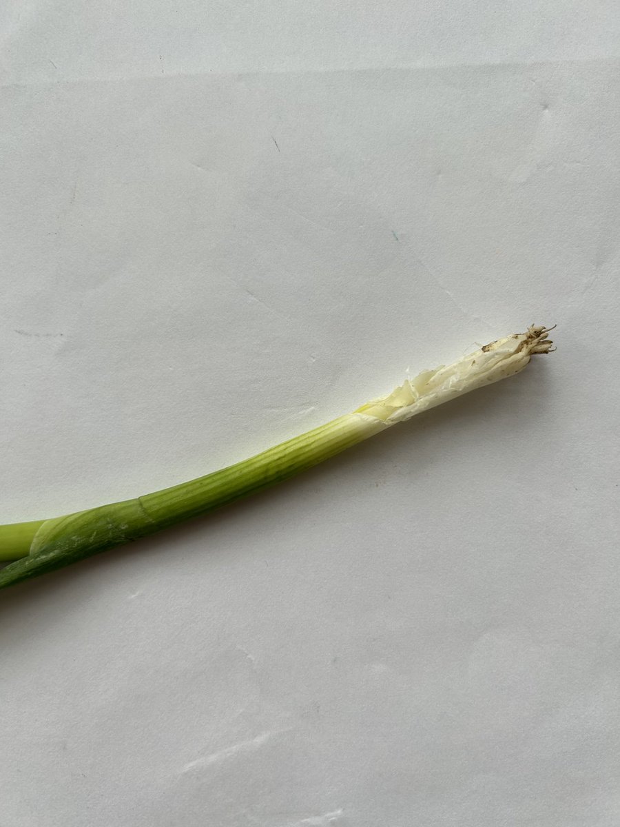 JuliaKayEllis's tweet photo. @goustocooking “Peel and slice the spring onion,” it says. But what a sorry-looking specimen it is, and not for the first time. Same goes for most of the carrots you supply. Love your meals but not when this happens. https://t.co/LJqeaHcXtX