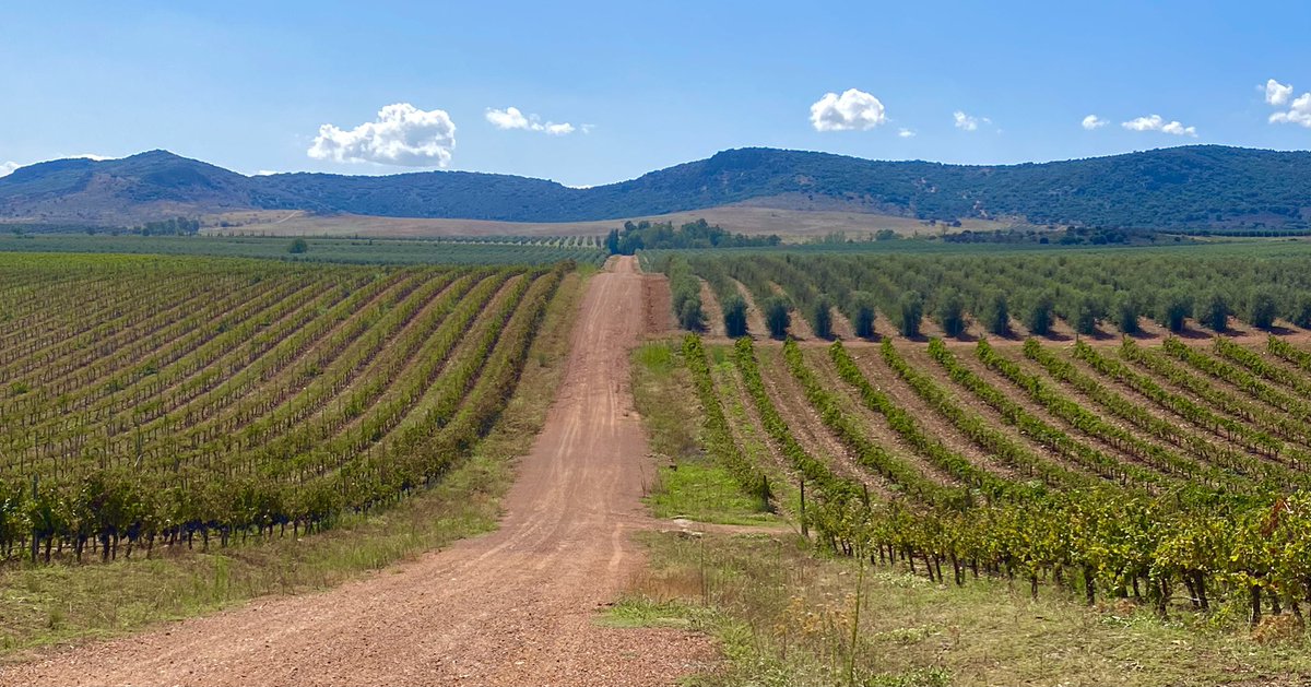 Un grupo de profesionales del Comité Enoturismo AEPEV hemos visitado la bodega y almazara Encomienda de Cervera en Almagro, un magnífico proyecto familiar de vinos de calidad en zona volcánica. Uno de los grandes y novedosos proyectos de vinos de calidad de Castilla La Mancha.