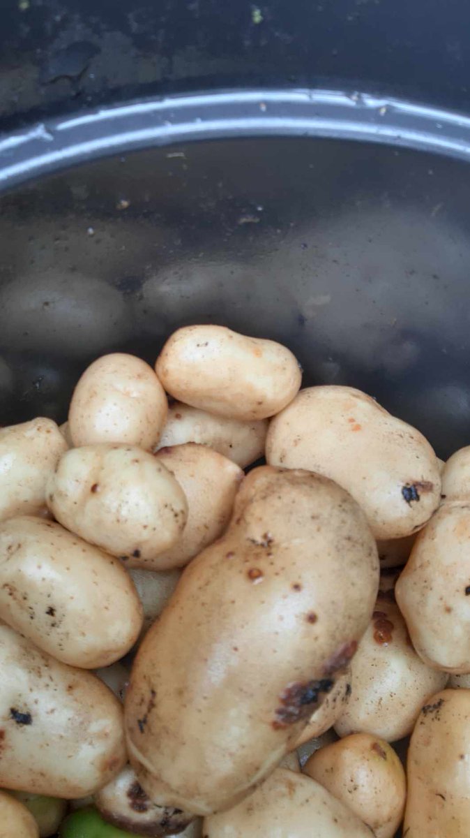 CatrinePlan's tweet photo. Hey Garden Gurus!! Look what we did!! 
Fantastic results for the Catrine organic apple trees and Tub grown tatties. That's them all ready to go to the 12 O'clock gang team.
You're invited to join 12 Oclock Gang on Tuesday 26th,12pm,the Lodge St John and sample your good effort https://t.co/G4w74zDOCE