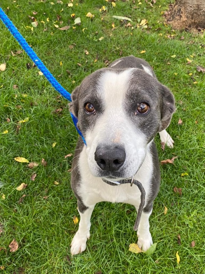 Urgent, please retweet to help Lincs FIND A FOSTER HOME #SUSSEX #UK 

Coming out of a council pound tomorrow. The shelter want him to go straight to a foster home if possible. He's a Collie X Whippet aged 7. He has lived with children and could live with a neutered female dog✅