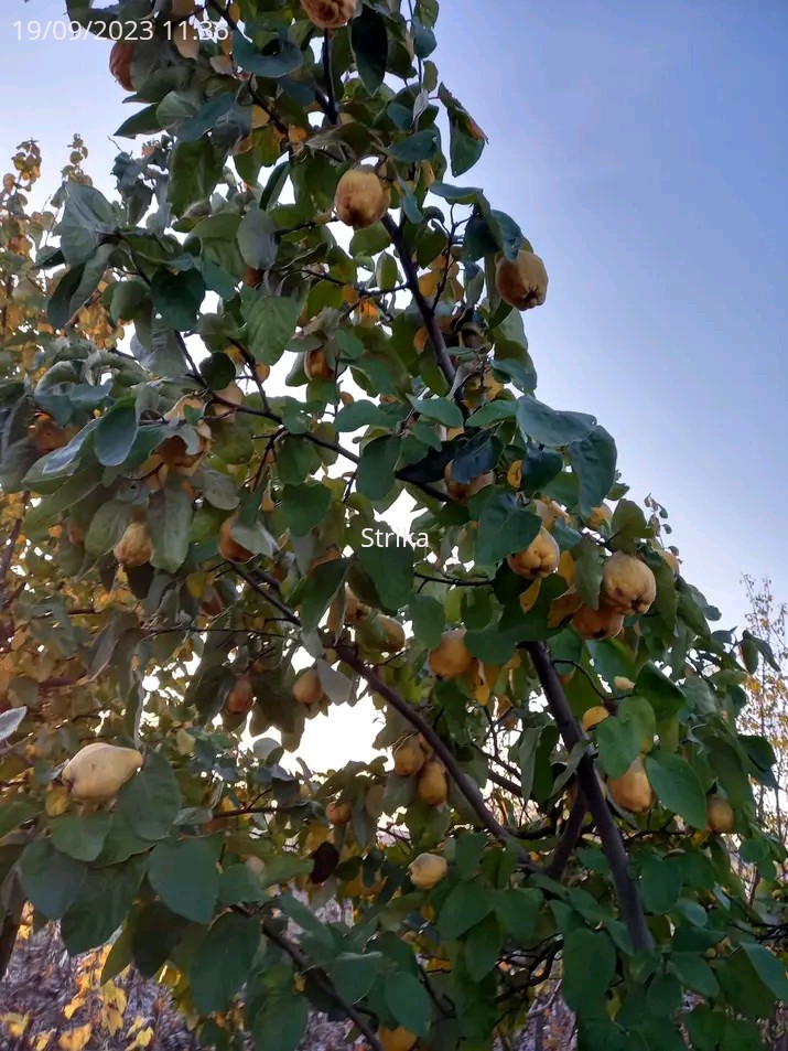 Strika49687410's tweet image. Dunje koje nema ko da obere.
Na napustenim placevima  vikendasa..Pored dunja ima i musmule,badema,orasa..ima
svasta. Tuga