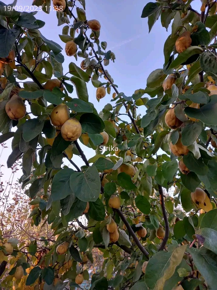 Strika49687410's tweet image. Dunje koje nema ko da obere.
Na napustenim placevima  vikendasa..Pored dunja ima i musmule,badema,orasa..ima
svasta. Tuga