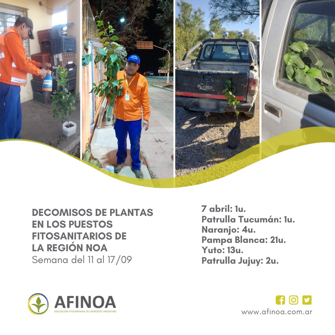 Acnoacitrus's tweet photo. 📷Decomisos de plantas en los puestos fitosanitarios y patrullas móviles de la región NOA.
Semana del 11 al 17 de septiembre.
7 abril: 1u.
Patrulla Tucumán: 1u.
Naranjo: 4u.
Pampa Blanca: 21u.
Yuto: 13u.
Patrulla Jujuy: 2u.
️Protejamos nuestra citricultura del HLB 📷
 #HLB https://t.co/7RzQjdyhi9