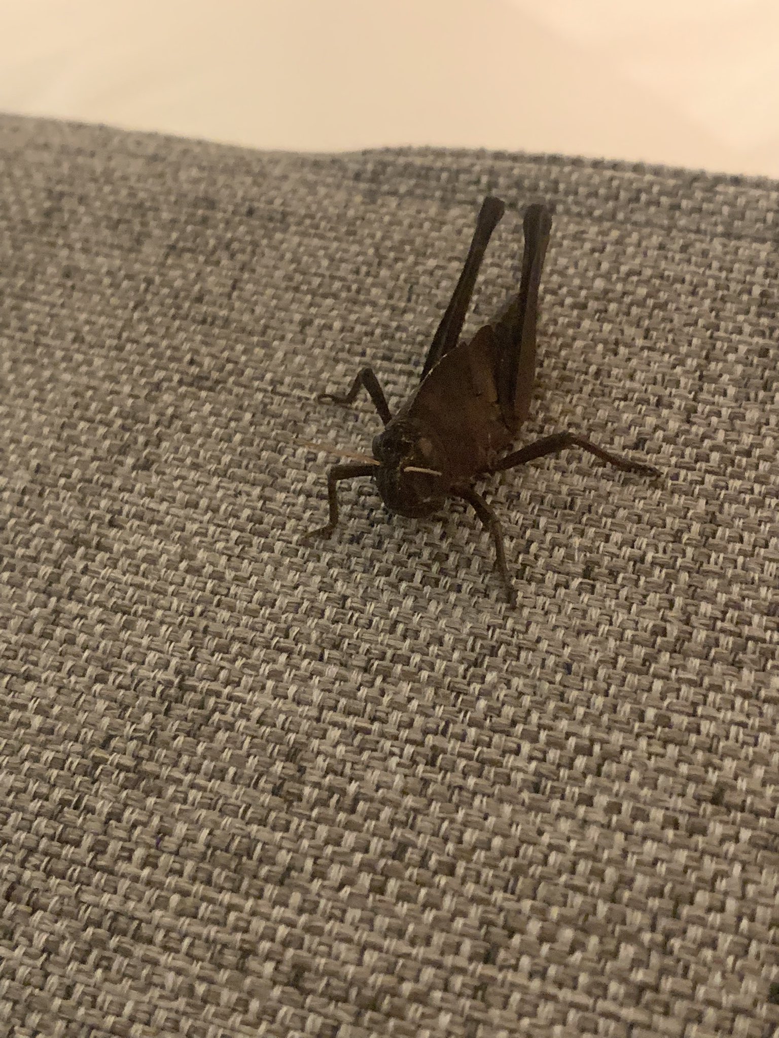 黒化個体 - অনুসন্ধান / X