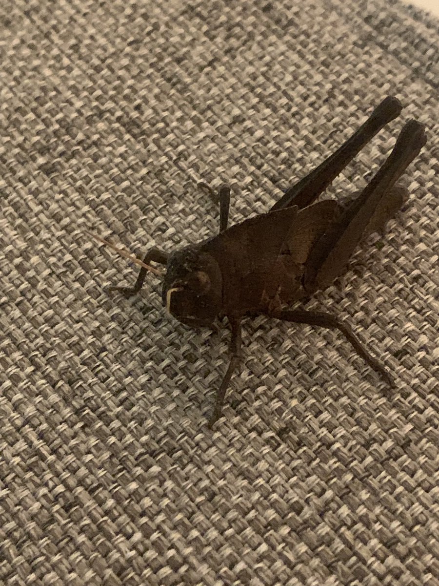 トノサマバッタ標本（黒化型） トノサマバッタ標本（黒化型） Amazon.co.jp: トノサマバッタ（黒色