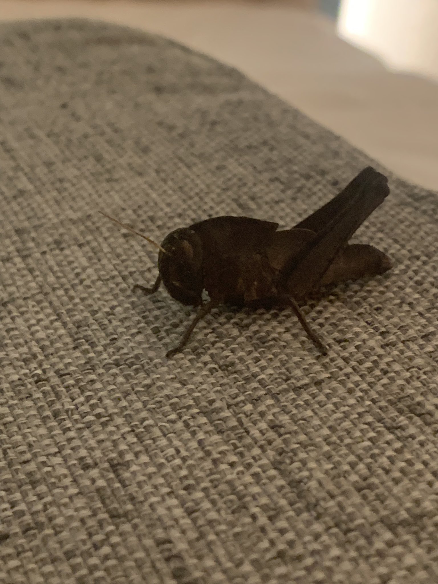 トノサマバッタ標本（黒化型） Amazon.co.jp: トノサマバッタ（黒色）いきもの大図鑑アドバンス