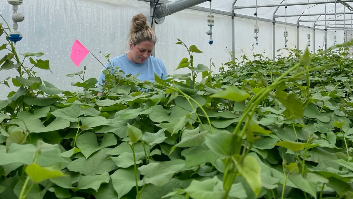 plant_clean's tweet photo. NCPN VALUE: We exist to help the specialty crop industry thrive and grow by providing superior clean-plant products to interested growers, nurseries, and sellers. To learn more about NCPN values, visit, https://t.co/k9OdoYPOTD! #NCPNplants #cleanplants #startcleanstayclean https://t.co/BY25LQlbzW