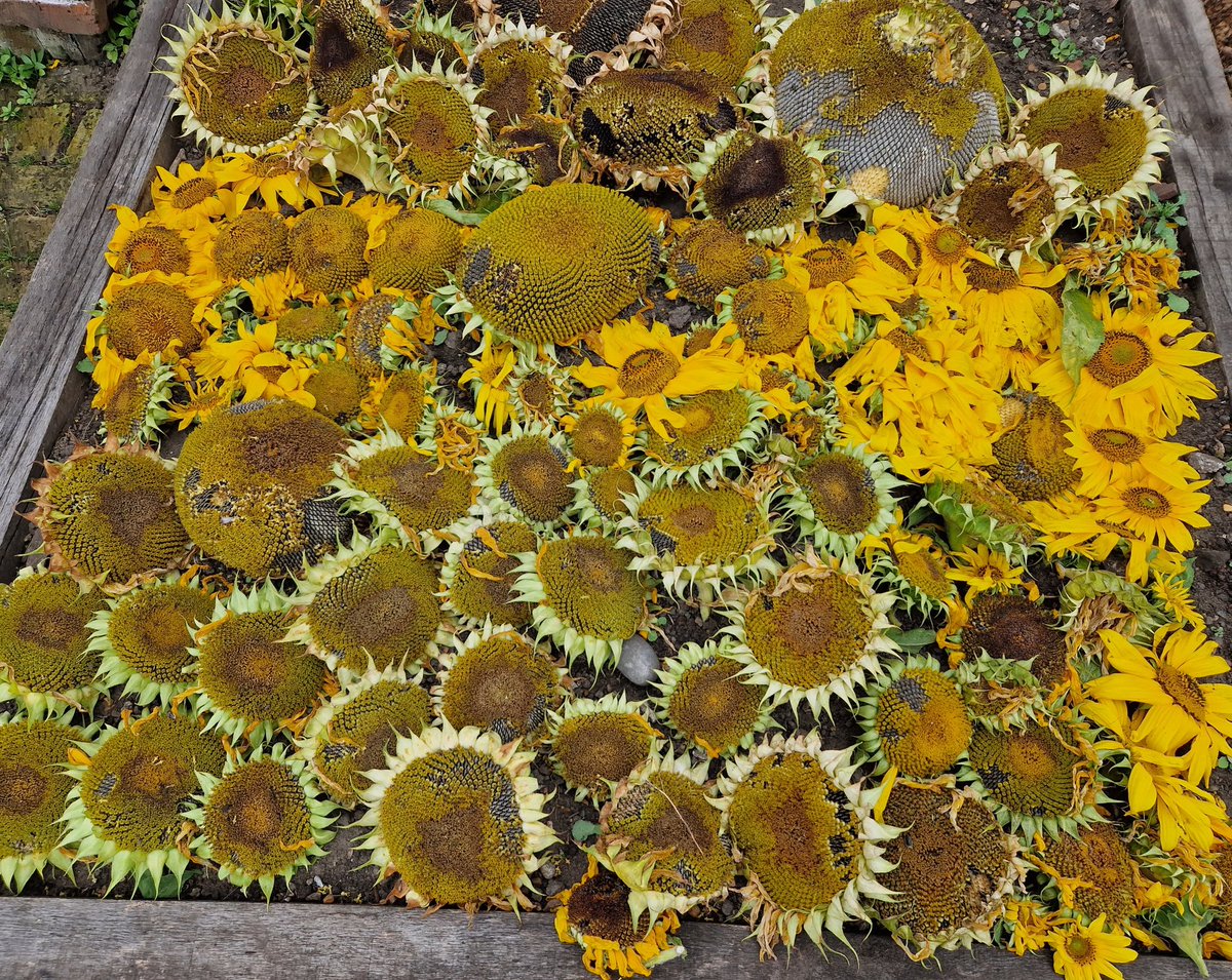 The wind has played havoc with  our giant sunflowers 🌻 at the #CaptainsGardenDeal... still they will feed a few birds :)

Our stall is out .... with some sunflowers today.