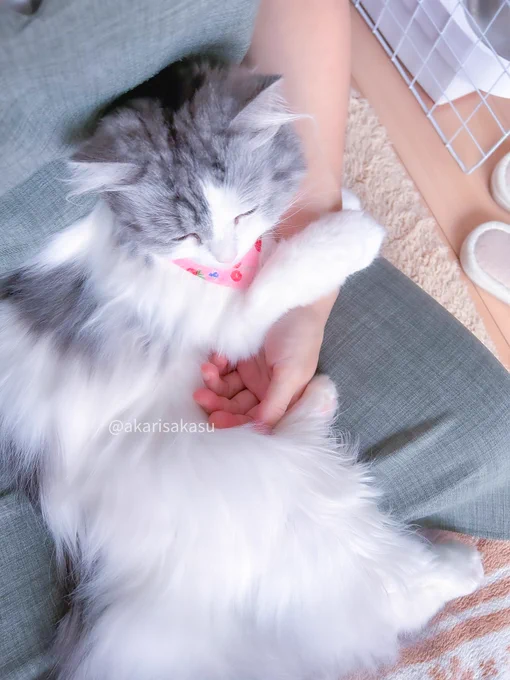 1mmたりとも動くことができない体になってしまったことをご報告いたします( ˘ω˘ )スヤァ 