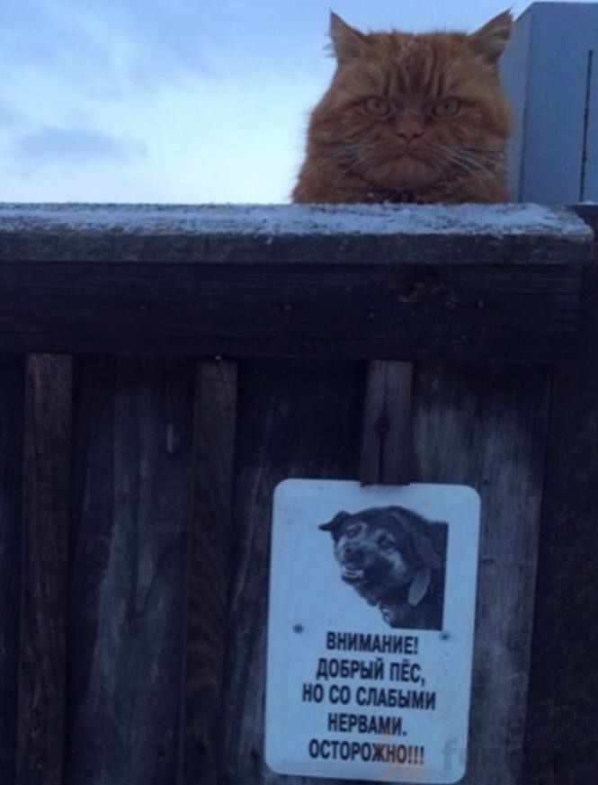 No Context Russia (@russia_nc) on Twitter photo 