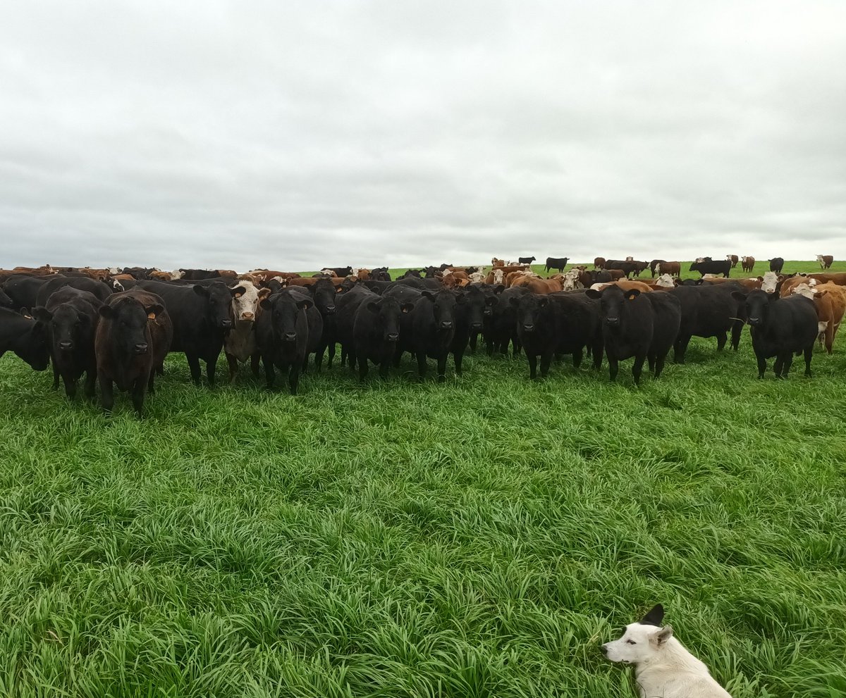 Vacas de invernada en semillero de festuca.