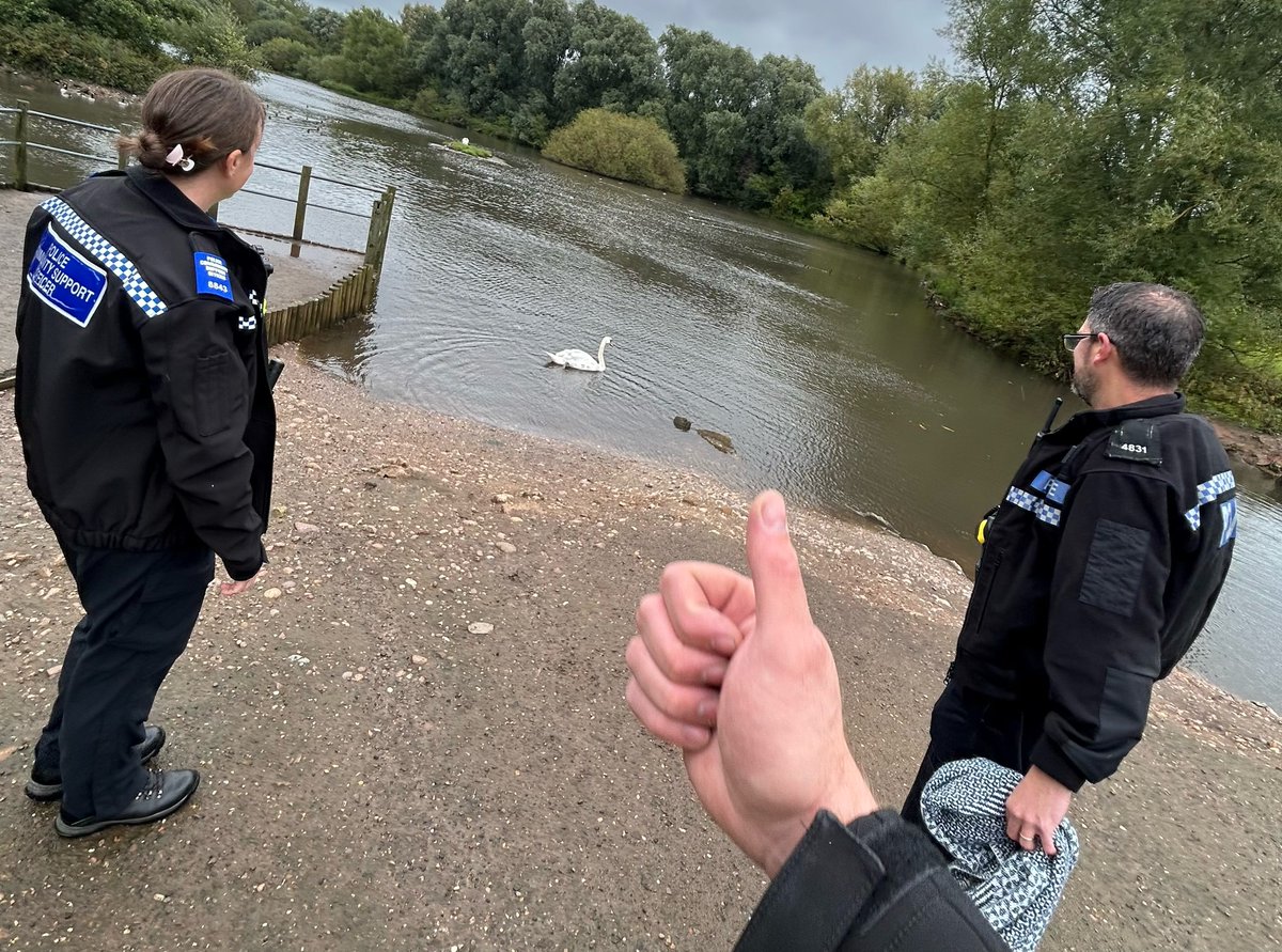 CannockPolice's tweet image. Our Rural &amp;amp; Wildlife PCSO’s assisted a Response Officer this morning in getting a swan to the nearest body of water after reports of it in the middle of the road.  The swan could of crash landed due to heavy rain 🌧️ 🦢 
#weekofaction #Ruralcrimematters #OpAppleorchid