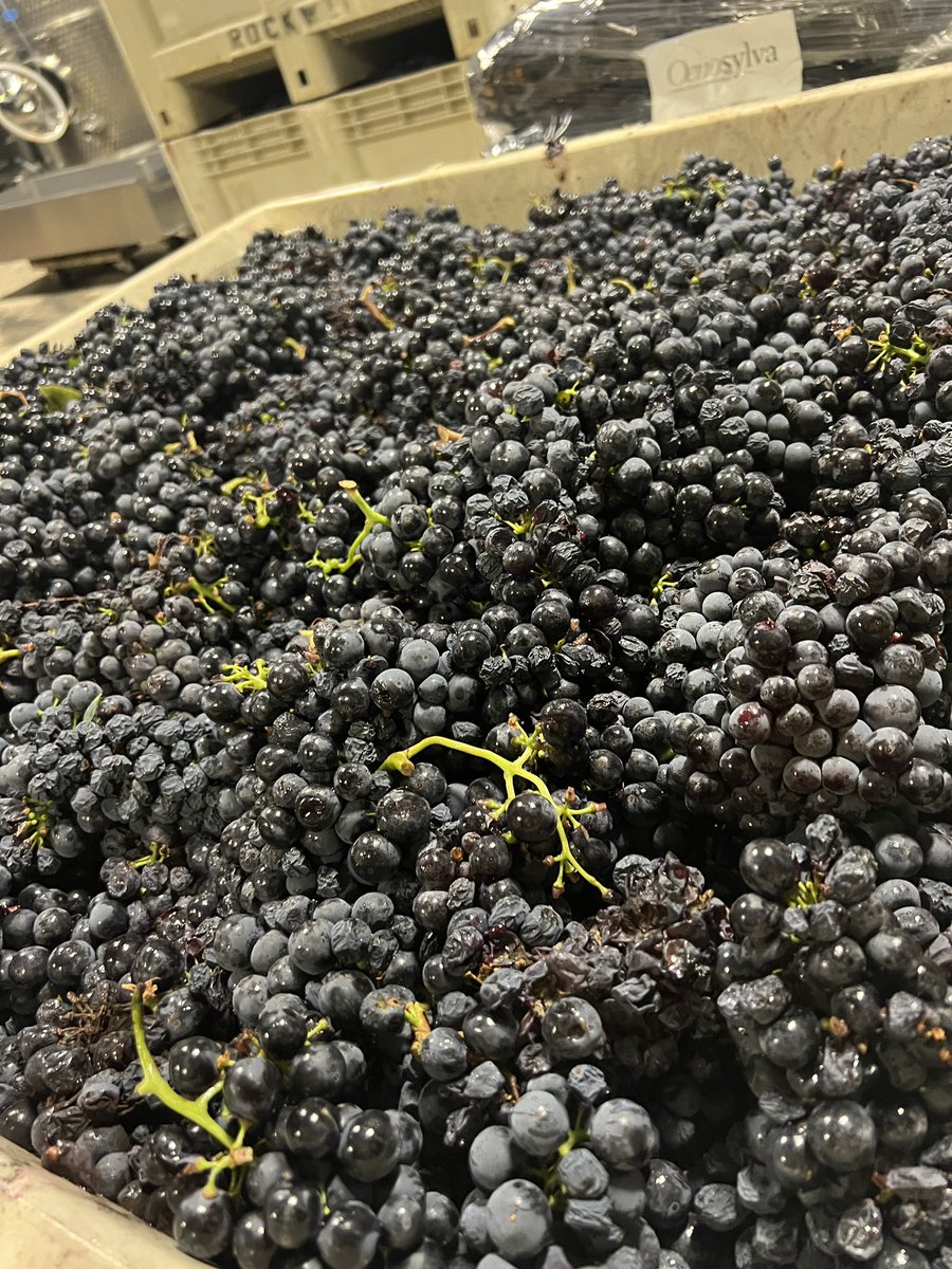 Harvesting 13 tons of Estate Zinfandel today!