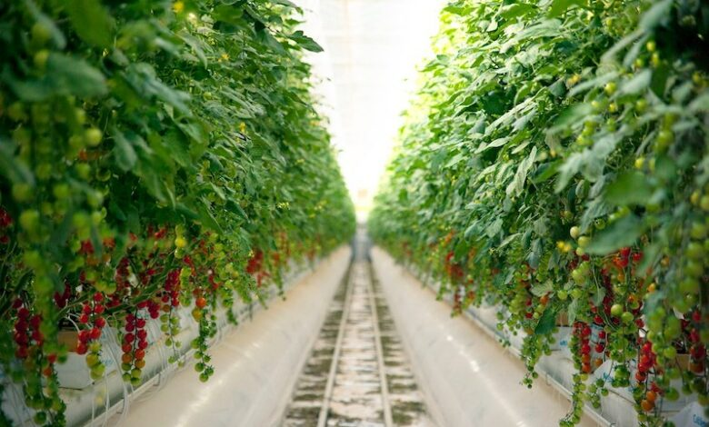 Pure Harvest smart farms thrive with ABB Ability Energy Manager 
بيور هارفست للمزارع الذكية: مستقبل الزراعة مع نظام إدارة الطاقة من إيه بي بي (ABB AbilityTM)
asdafnews.com/pure-harvest-s… 
<a href="/PureHarvestSF/">Pure Harvest Smart Farms</a> <a href="/ABBgroupnews/">ABB</a>