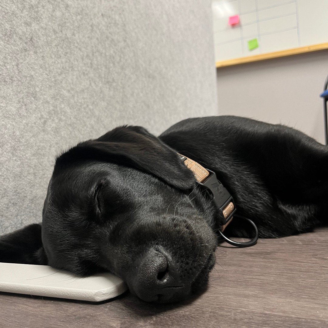 PlanrayOy's tweet photo. Toimistokoira Luna ottaa sadepäivän rennosti torkkuen. Kun lämmitysjärjestelmäsi ovat kunnossa voit sinäkin ottaa tulevan talven rennosti.😎🐶❄️

#toimistokoira #officedog #traceheating #winteriscoming #planray https://t.co/FiJ1WdMrnD