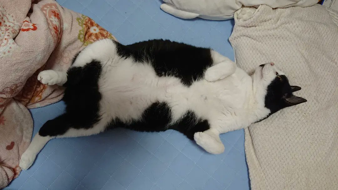 hatiwaretiisuke's tweet photo. 特に理由はなく、なんとなく放置してたのですが…久々に投稿してみる

人間並みに枕を使いこなす猫様 https://t.co/M3qXklU7mi