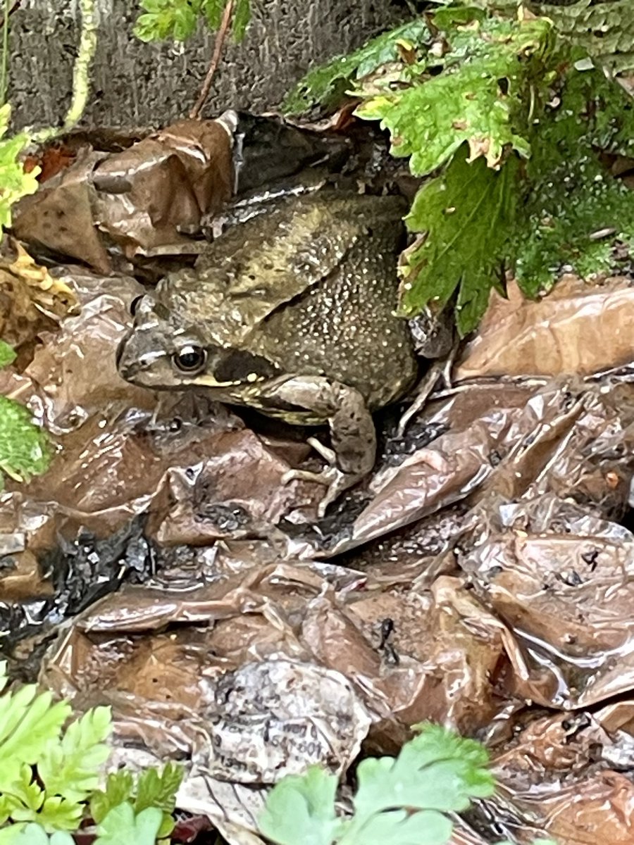 Frosch oder Kröte?
