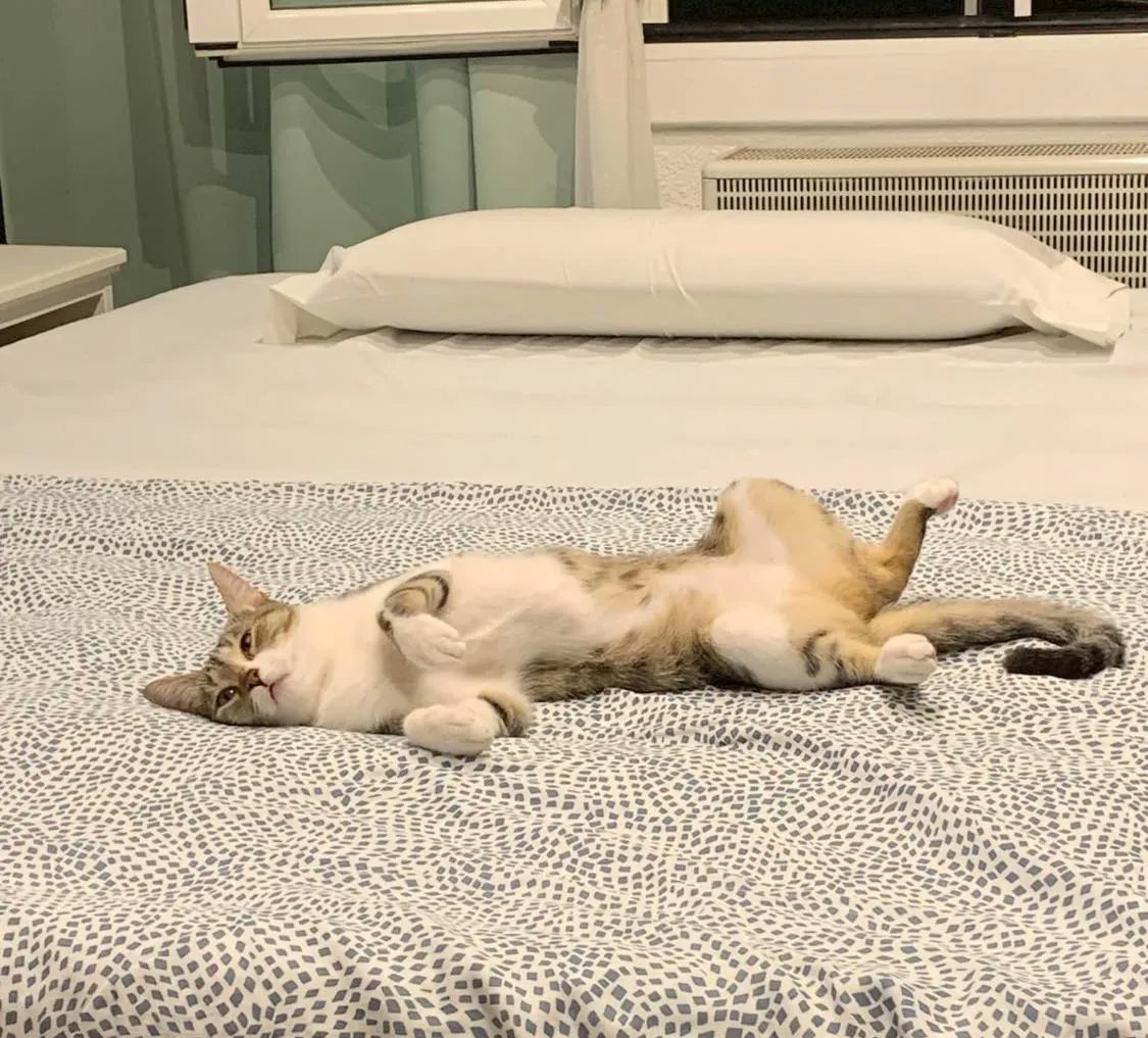 GatsdeGracia's tweet photo. Nuestras #adoptadas, en casa - JUNO
Abandonada porque estaba preñada. Adoptada hace poquitos días. No hay palabras para definir la alegria de verla así en su nuevo hogar ❤️❤️❤️ 

#AdoptaGdG #AdoptaNoCompres https://t.co/sAnPAhoT9m