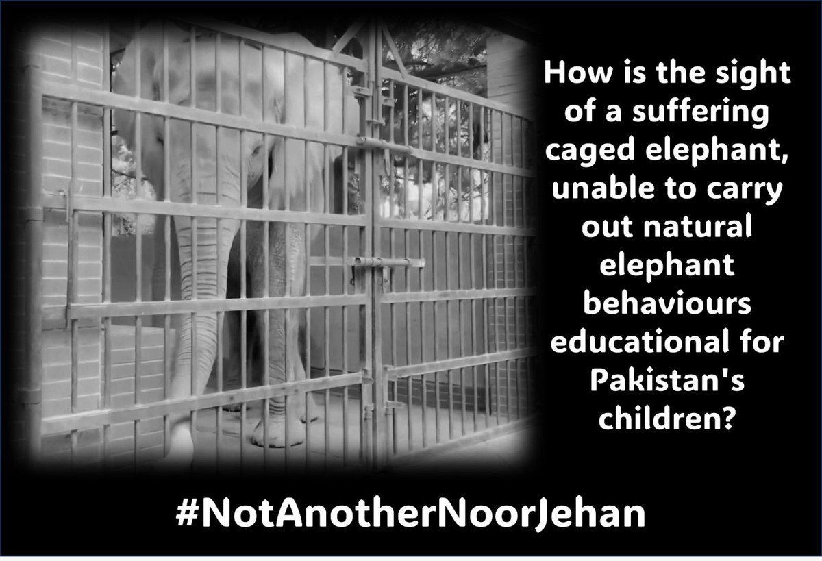 Karachi4Now3's tweet photo. It’s seems nothing ever happens for the better for 🐘🐘🐘 in #Karachi
It’s the 20th of September 2023
an no progress on the public/private partnership to make these 🐘lives better.
And let’s not forget other animals are suffering in Karachi and 🇵🇰 zoos
@murtazawahab1 https://t.co/mxfRLbXLHM