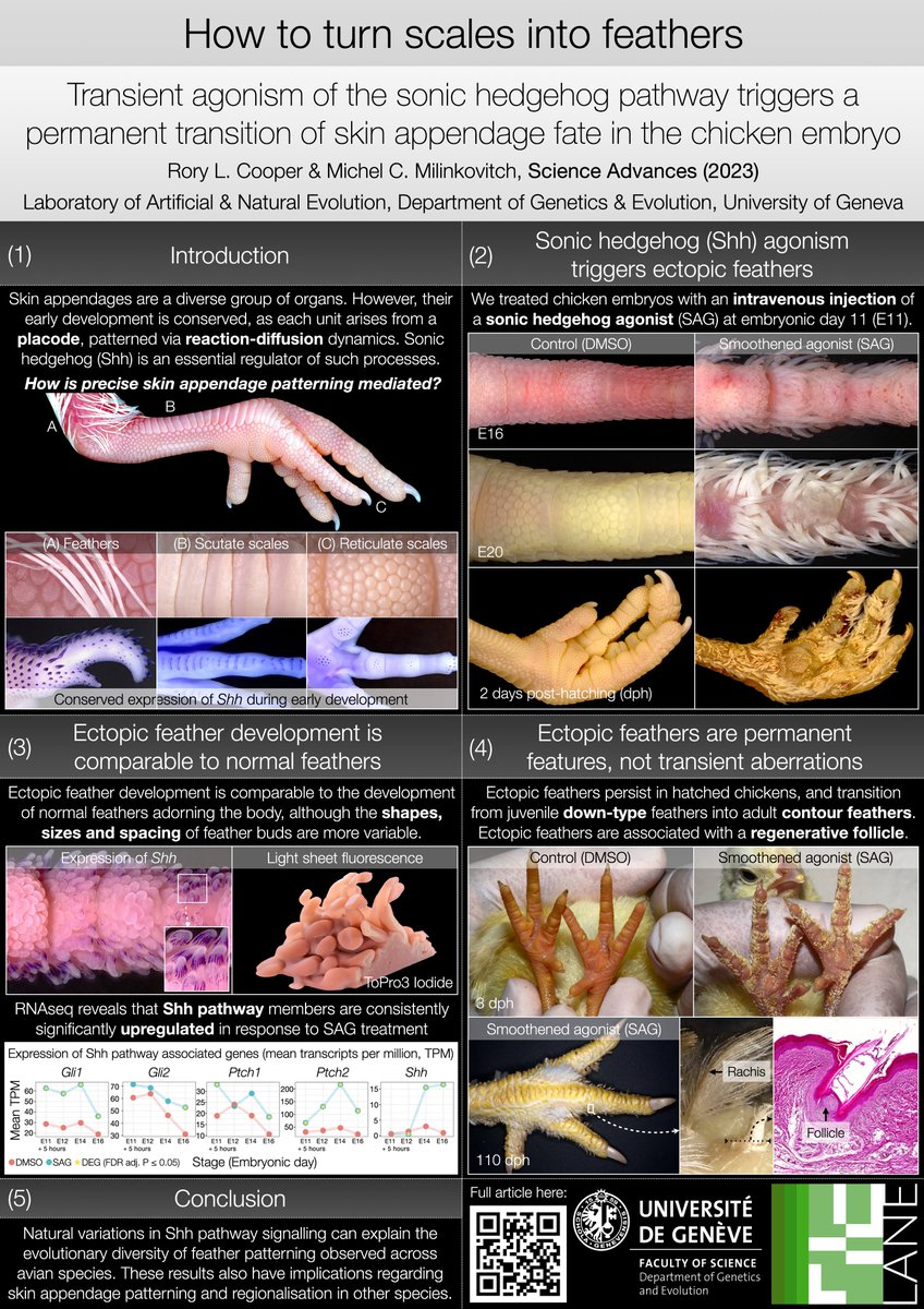 Rory Cooper (@rorylcooper) on Twitter photo If you're at the <a href="/genevunige/">Genetics & Evolution</a> departmental retreat, come check out my poster. And if not, have a look here.
<a href="/LANEVOL/">The Milinkovitch-Tzika lab</a> <a href="/Biologie_UNIGE/">Biologie - UNIGE</a>
science.org/doi/10.1126/sc… If you're at the <a href="/genevunige/">Genetics & Evolution</a> departmental retreat, come check out my poster. And if not, have a look here.
<a href="/LANEVOL/">The Milinkovitch-Tzika lab</a> <a href="/Biologie_UNIGE/">Biologie - UNIGE</a>
science.org/doi/10.1126/sc…