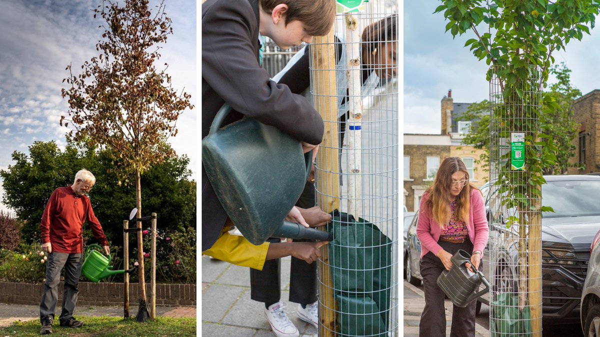 It's #WateringWednesday - let's give our new street trees a drink! 🌳🚿

☀️The weather is still warm, and young trees need all the help they can get to help them hunker down for winter❄️

It's a tough life out there in our concrete jungles, let's give them a hand💚