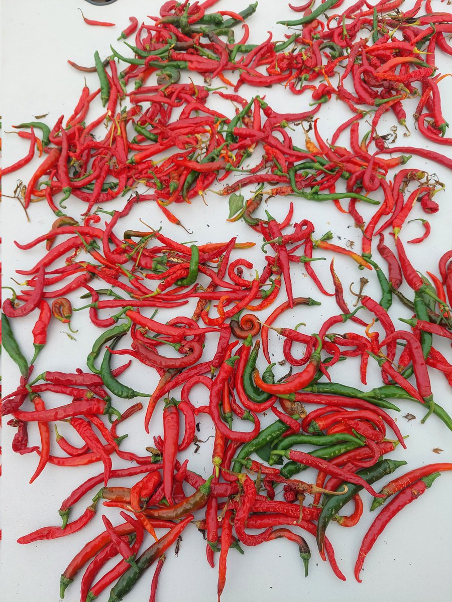 GardenerGareth's tweet photo. Clearing out the 🌶 Chilli plants from the Polytunnel, making space for winter salads and green manures in there...
#ChilliChallange #GrowYourOwn @markyptweets https://t.co/zeO98vwyl6