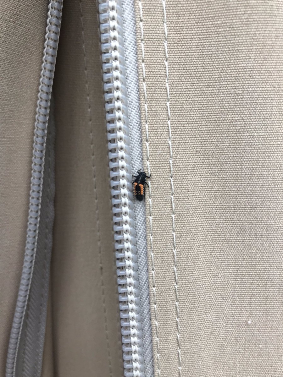 Anyone know what this little dude is? About half centimetre long, with spikes all down his back. Never seen anything like it! 

#menafarm #Cornwall