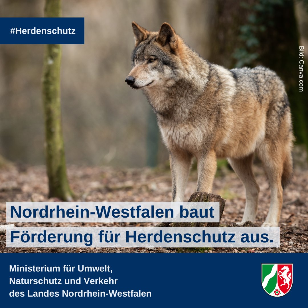 Das Land #NRW baut die Förderangebote für den #Herdenschutz weiter aus. Auf fast der Hälfte der Landesfläche können nun Fördermittel beantragt werden, um Weidetierhaltung #wolf|ssicher zu gestalten. ℹ️👉umwelt.nrw.de/presse/detail/… ℹ️👉wolf.nrw/wolf/de/manage…