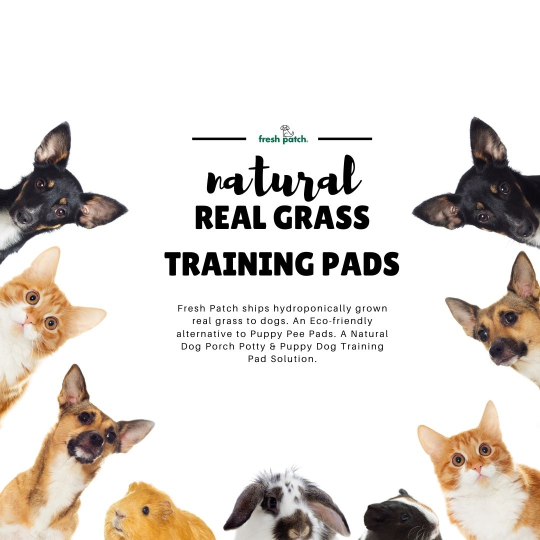 whizwig's tweet image. Introducing the future of pet potty training with our Real Grass Training Pads 🌱 Say goodbye to synthetic options and choose the natural way to help your fur baby learn. 🐾 Fresh Patch by WhizWig - Where Nature Me#naturalpetcare

Learn More: t.ly/vrUsB

#FreshPatch