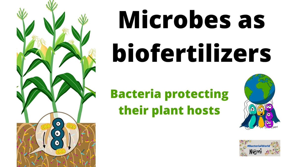 Microbes as biofertilizers 🌱 @RMBurckhardt tells you more about how #microbes produce nutrients and help promote plant growth to produce more bountiful crops and sustainable agriculture ♻️. With a green illustration by @NoemieMatthey #BacterialWorld sarahs-world.blog/microbes-as-bi…