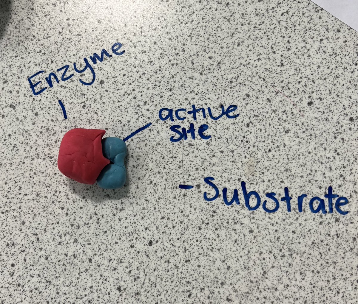 5C Higher Human Bio love any excuse to get the PlayDoh out! Wee recall activity of our National 5 enzyme knowledge today before looking at Metabolic Pathways this week <a href="/ColtnessHS/">Coltness High School</a>