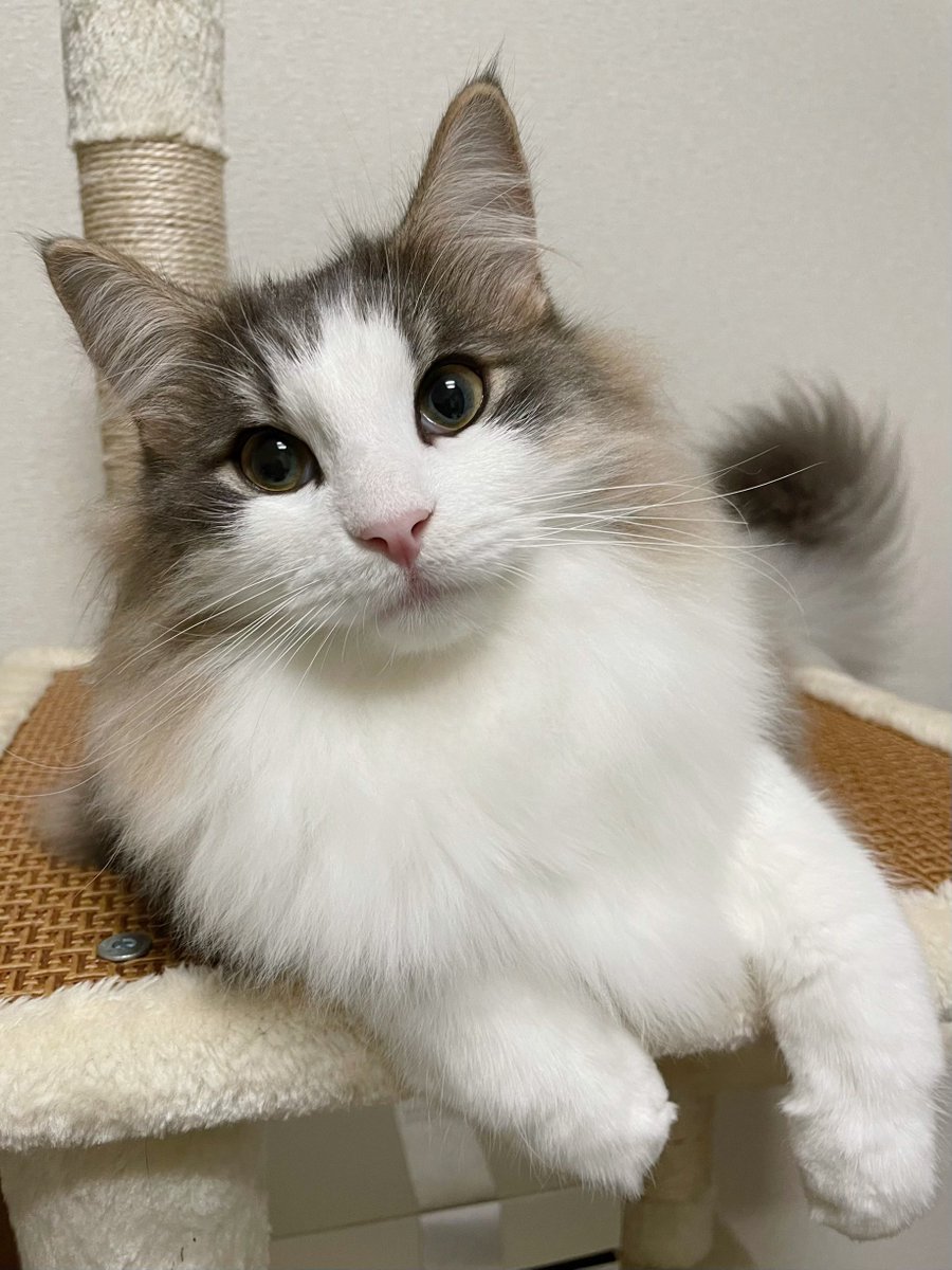 Financier_N's tweet photo. 今日も1日お疲れさまにゃ♬

#猫　#ノルウェージャンフォレストキャット https://t.co/25dRp7Dd1z