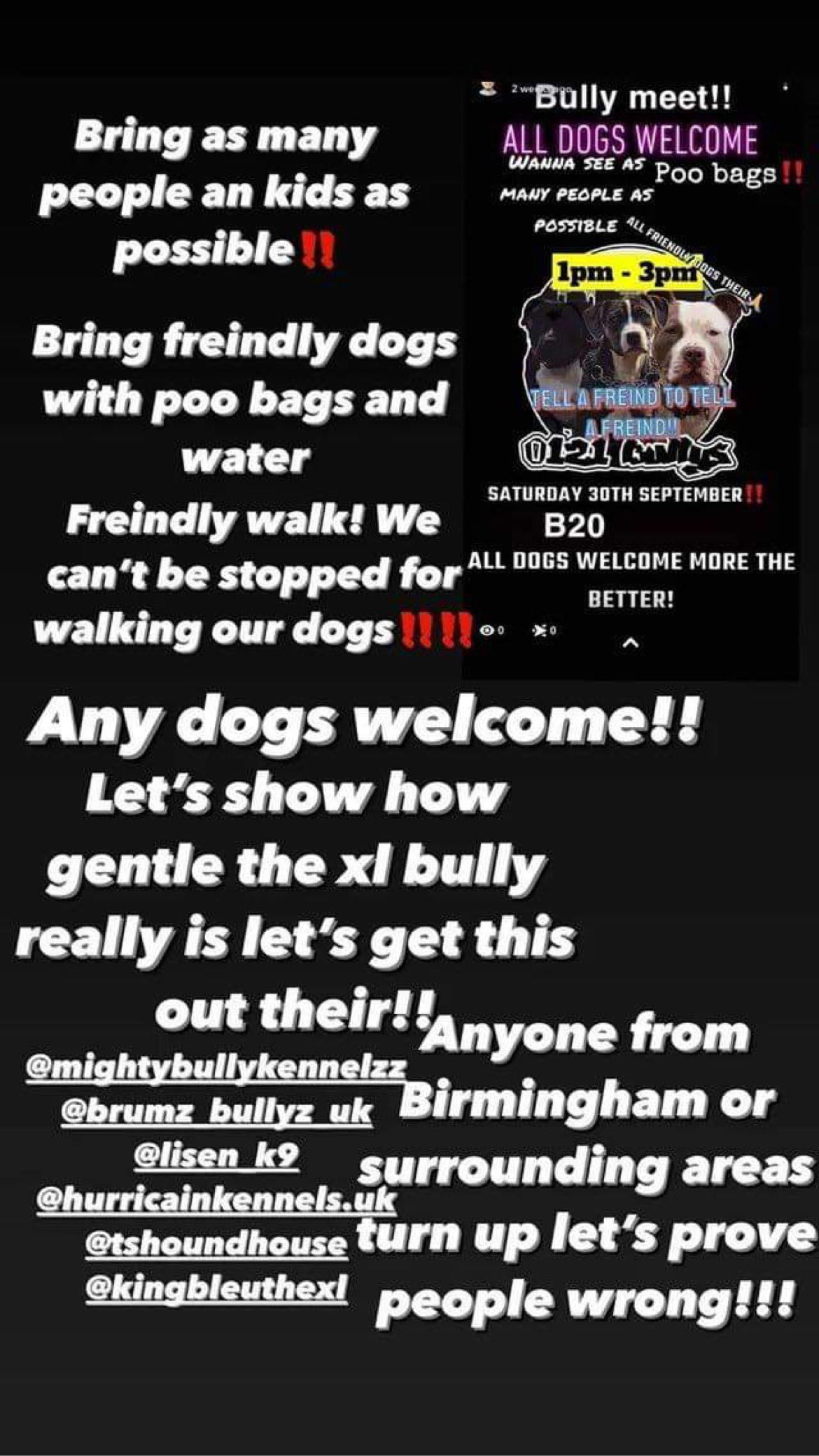 American Bully XL Page 4