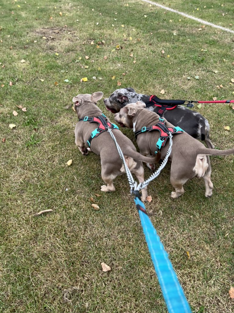 The 3 amego’.s so happy 👍🏻🐶🐾🐾🐾