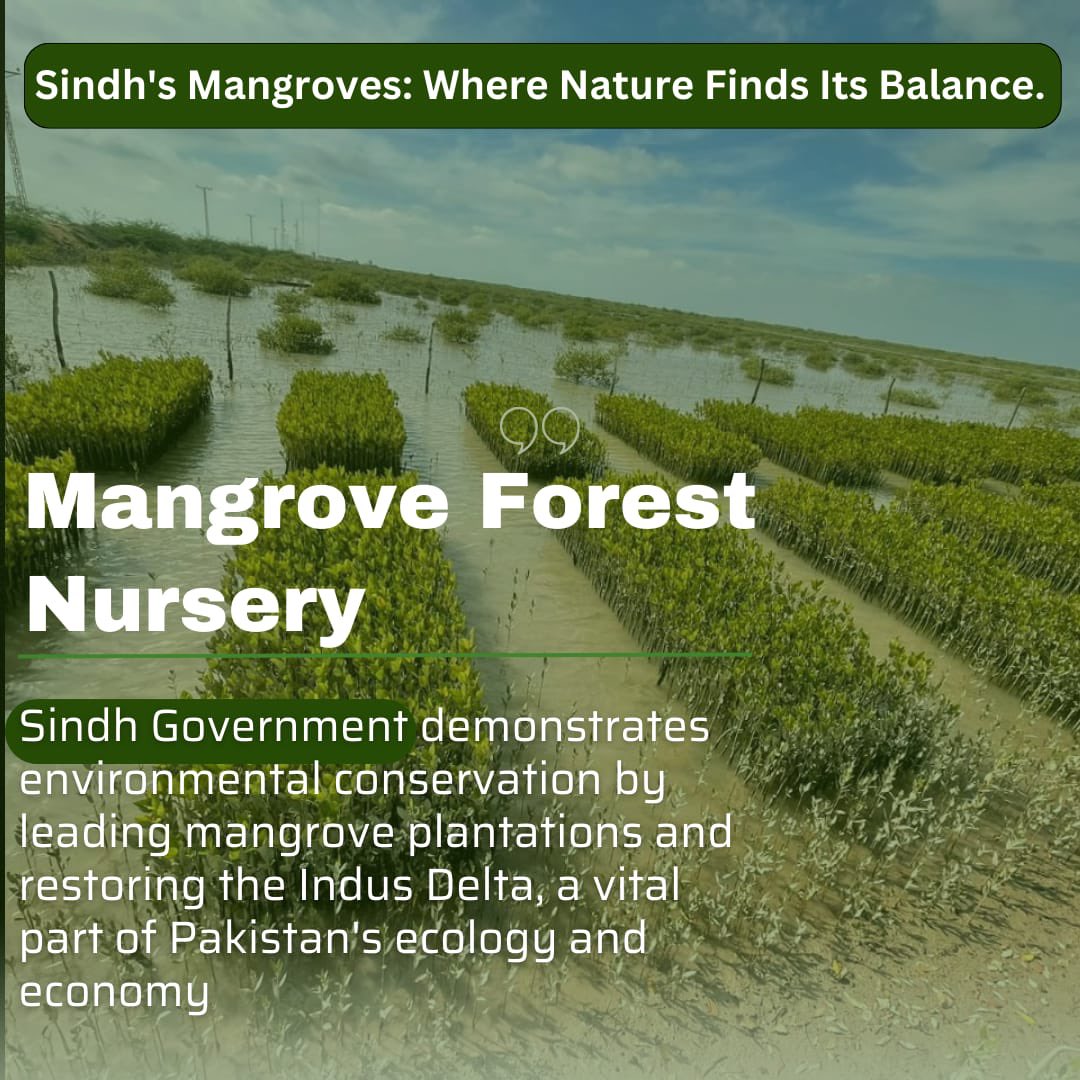 'The Sindh Mangrove Forest Nursery Project shines as an example of environmental stewardship. Mangrove forests are crucial ecosystems, protecting coastlines, supporting biodiversity, and mitigating climate change. 🌿🏞️ #SindhMangroves #EnvironmentalStewardship
#PPPDigitalKP