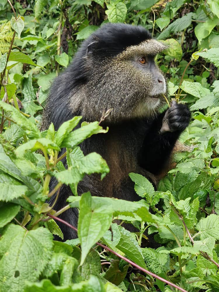 S2GTours's tweet image. An encounter with Golden Monkey , Volcanoes National Park, Rwanda. Our client on a Rwanda Uganda Gorilla 🦍 &amp;amp; Golden Monkey Trip shared pics of her trekking experience. 📷 V&amp;amp;A
.
.
.
.
#gorillatrekking  #gorillatracking  #goldenmonkeytrekking #gorillasinthemist #visitrwanda #vnp