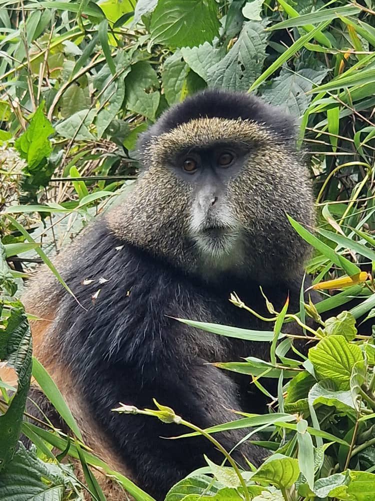 S2GTours's tweet image. An encounter with Golden Monkey , Volcanoes National Park, Rwanda. Our client on a Rwanda Uganda Gorilla 🦍 &amp;amp; Golden Monkey Trip shared pics of her trekking experience. 📷 V&amp;amp;A
.
.
.
.
#gorillatrekking  #gorillatracking  #goldenmonkeytrekking #gorillasinthemist #visitrwanda #vnp