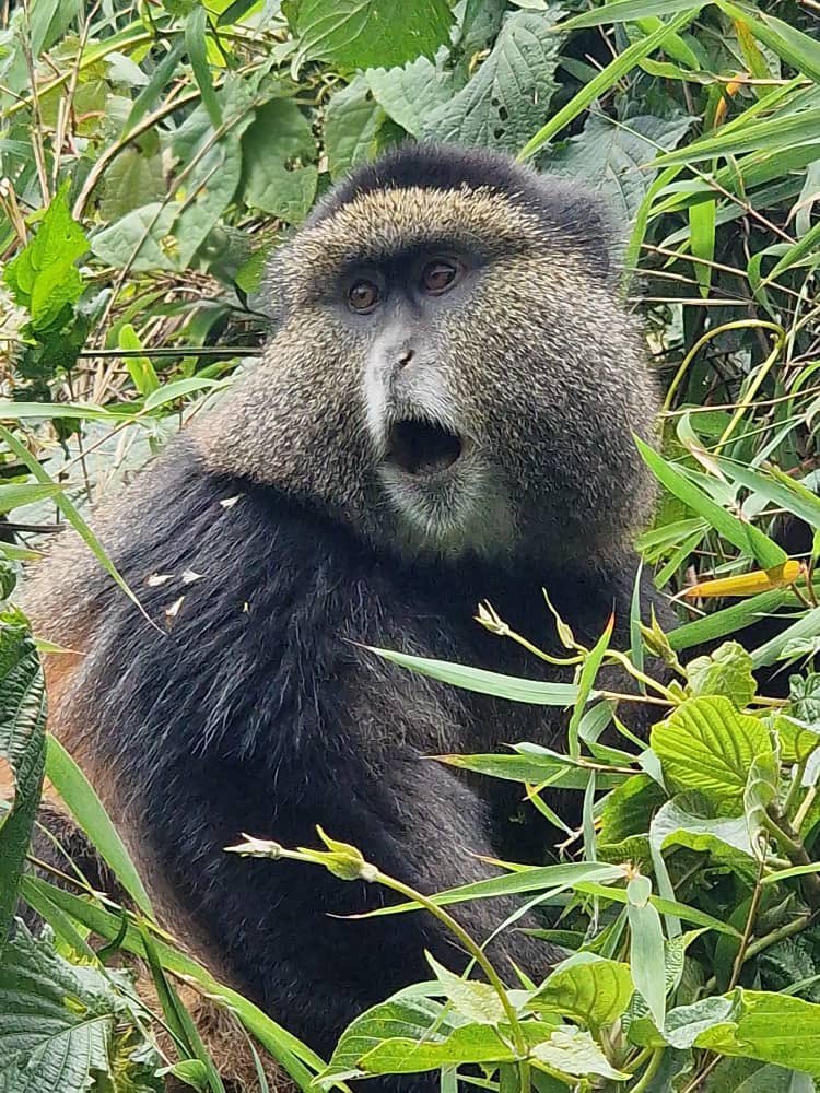 S2GTours's tweet image. An encounter with Golden Monkey , Volcanoes National Park, Rwanda. Our client on a Rwanda Uganda Gorilla 🦍 &amp;amp; Golden Monkey Trip shared pics of her trekking experience. 📷 V&amp;amp;A
.
.
.
.
#gorillatrekking  #gorillatracking  #goldenmonkeytrekking #gorillasinthemist #visitrwanda #vnp