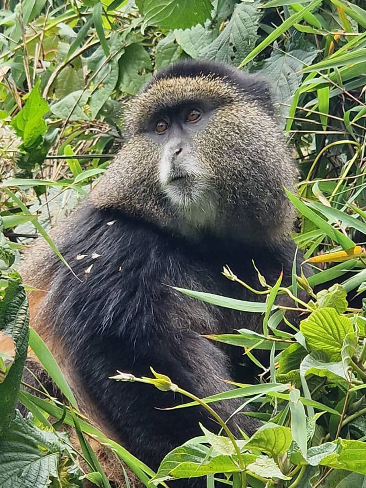 S2GTours's tweet image. An encounter with Golden Monkey , Volcanoes National Park, Rwanda. Our client on a Rwanda Uganda Gorilla 🦍 &amp;amp; Golden Monkey Trip shared pics of her trekking experience. 📷 V&amp;amp;A
.
.
.
.
#gorillatrekking  #gorillatracking  #goldenmonkeytrekking #gorillasinthemist #visitrwanda #vnp