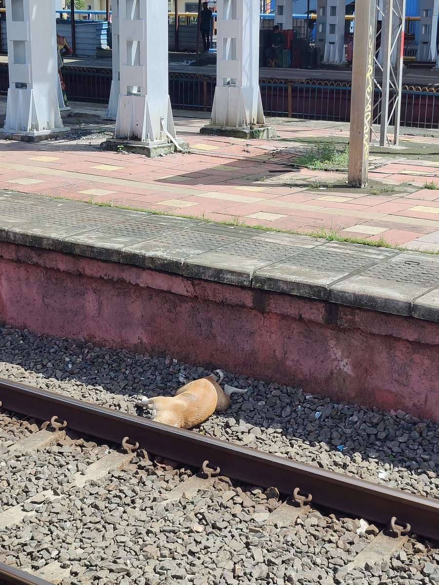 Niks_190's tweet photo. This is Inhuman, to ignore and leave the corpse of Dead Dog. Neglected, unattended for 4 days. It is unfair and not acceptable to ignore a dead dog  just because it's an animal. It's brutal ignorance by Railway authorities and RPF team and the Cleaning teams. Need action asap. https://t.co/VoYsyCOZpN