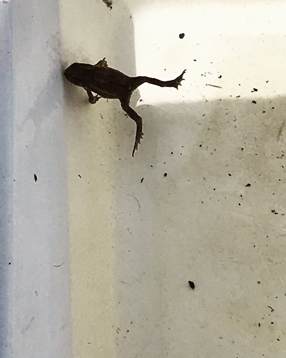 This little dude has taken up residence in Ollie’s paddling pool… 🐸

#menafarm #glampingcornwall #glampingincornwall #campinglife #campingwithdogs #familycamping #campingcornwall #campsitesincornwall #campingincornwall