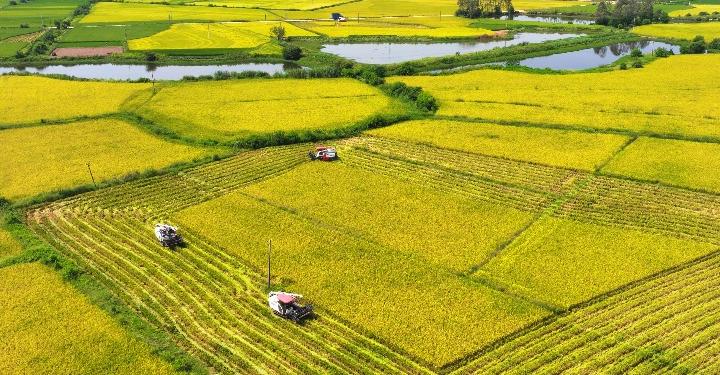 XHNews's tweet photo. Chinese President Xi Jinping has always regarded food security as a top priority, and noted that the ultimate solution to safeguarding food security lies in enhancing science and technology #XiFocus https://t.co/vUALFjW4kV https://t.co/YMGEH9jyRn