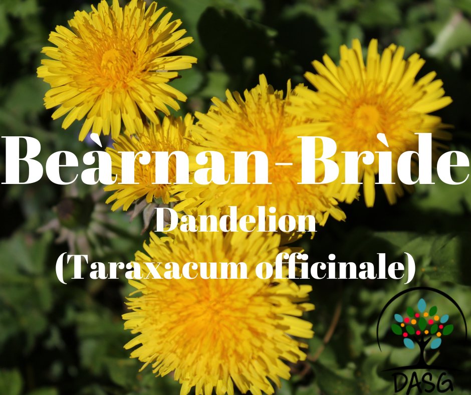 DASG_Glaschu's tweet photo. https://t.co/TQaQEKGQ9f
🌼
BEÀRNAN-BRÌDE - DANDELION (Taraxacum Officinale)
🌱
#BeàrnanBrìde #Dandelion
#Buidhe #NaomhBrìde #LáFhéileBríde
#Lusan #Plants #Plandaí #GaelicPlants
🏵️
#Alba #Scotland
#Gàidhlig #Gaelic #ScottishGaelic
#DigitalArchiveofScottishGaelic #DASG https://t.co/1Hec9KFmlE