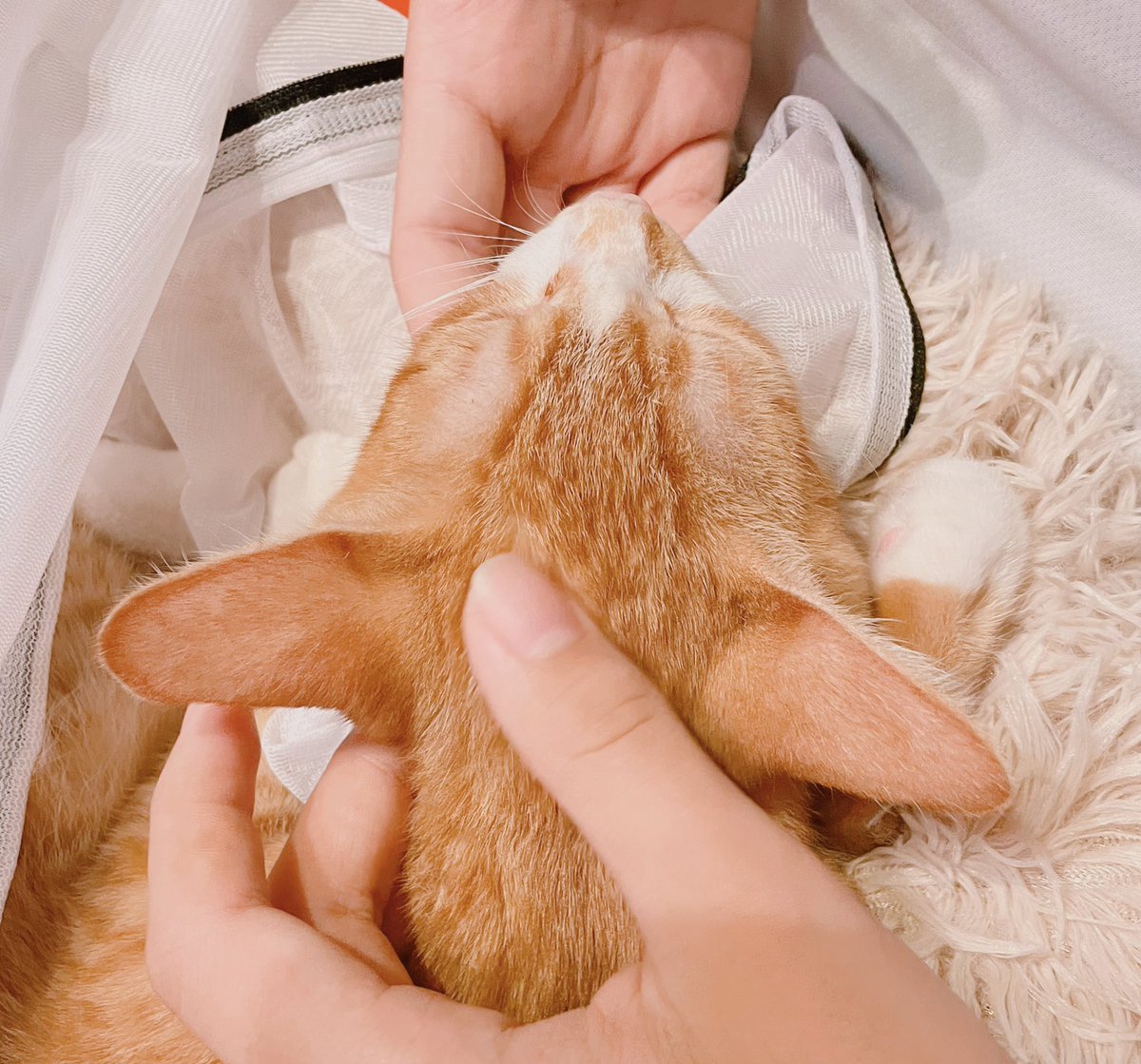 ★★ タラコ様❤︎ ご専用ページ　★★ 50%OFF_GWSALE_2026】ピタゴラスプロダクション スペクタクルツアー