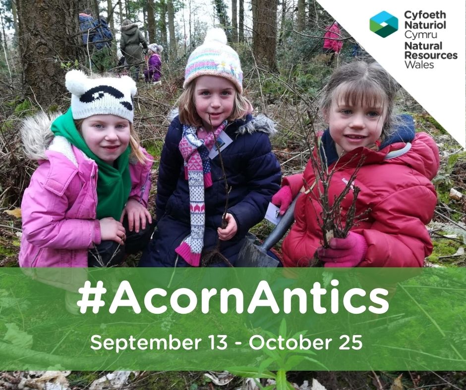 🌳 Call for young people to take part in acorn campaign 📚 Natural Resources Wales’ annual Acorn Antics campaign returns between September 13 and October 25 to collect seeds to grow more trees from locally collected acorns. 👉 orlo.uk/rqqc2 @WG_Education