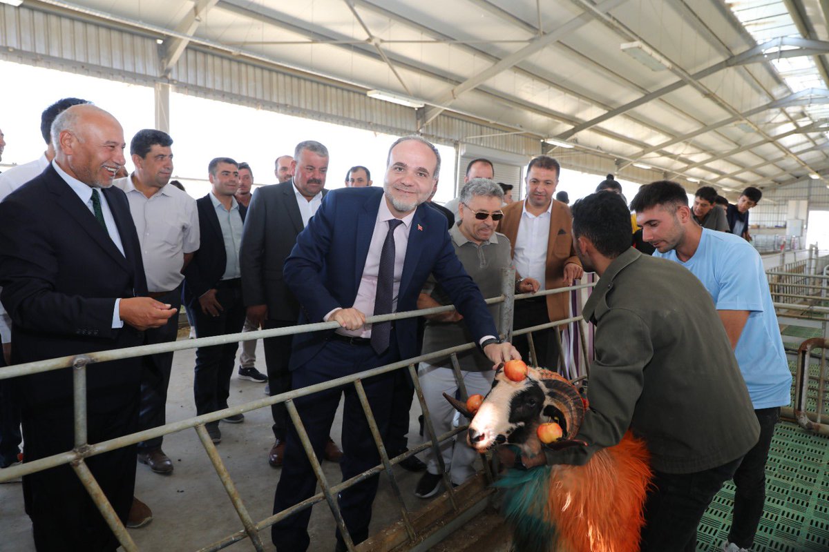 NOHUniversitesi's tweet photo. Ayhan Şahenk Tarımsal Uygulama ve Araştırma Merkezimizde, Niğde İli Damızlık Koyun - Keçi Yetiştiricileri iş birliğiyle hayvancılık geleneklerimizden olan “Koç Katımı Töreni" gerçekleştirdik.
🐏🐏🐏

Haberin detayları;⤵️
https://t.co/acr6f3xc1C

@DrHasanUSLU
#NÖHÜ
#Niğde https://t.co/SlC50zoIBD