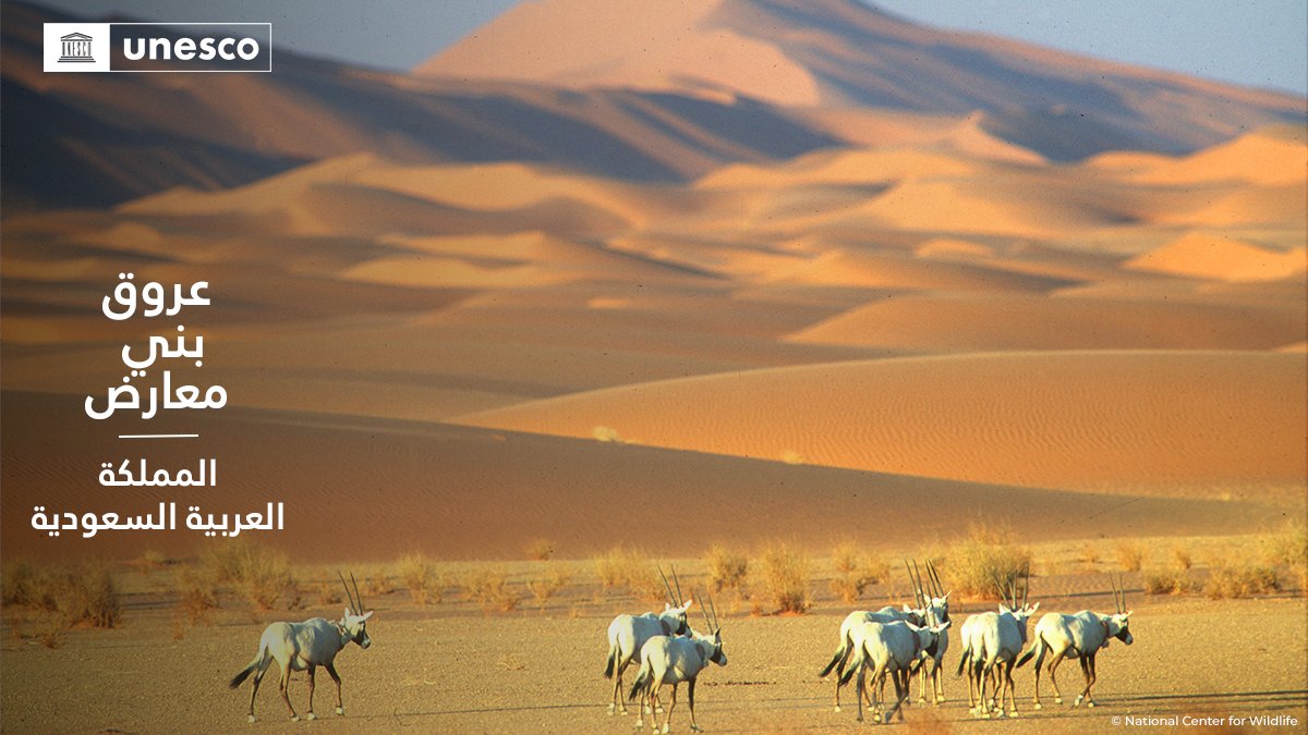 UNESCOarabic's tweet photo. 🔴خبر عاجل

أُدرِجَ موقع جديد في قائمة اليونسكو لـ #التراث_العالمي، وهو موقع "عروق بني ��عارض" في #المملكة_العربية_السعودية 🇸🇦. تهانينا  👏

https://t.co/skZvUbWBnc 
#45WHC https://t.co/KM67FE2PTo